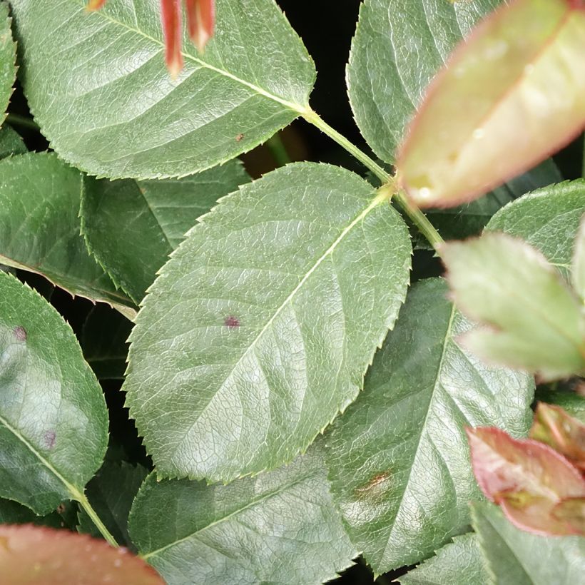Rosa Borneo Odore - Edelrose (Foliage)