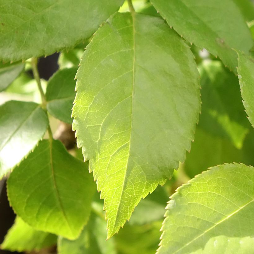 Rosa Catherine Frot - Edelrose (Laub)