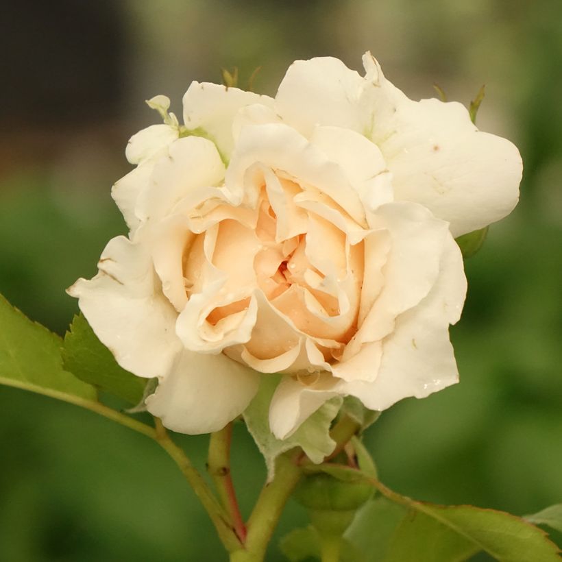 Rosa Catherine Frot - Edelrose (Blüte)