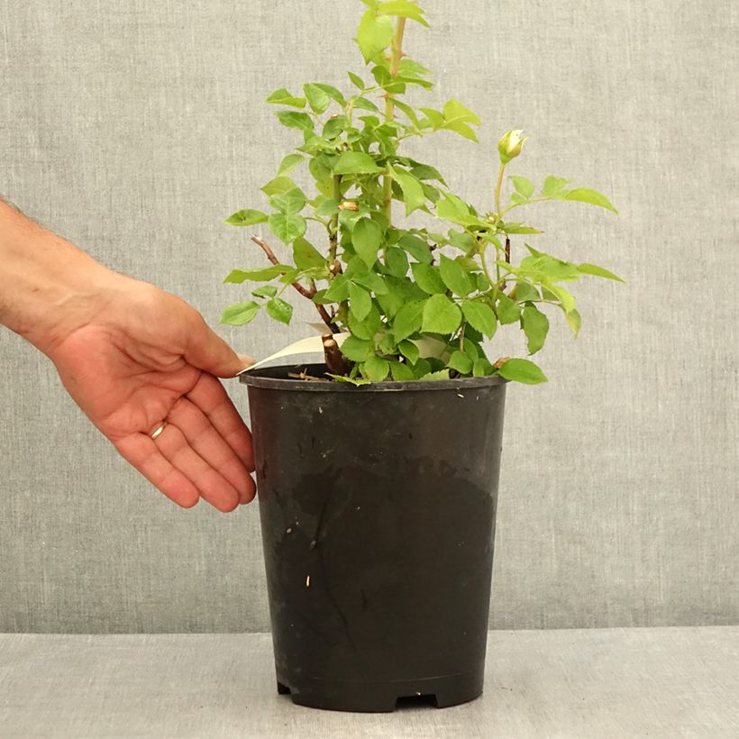 Exemplar von Rosa Catherine Frot - Edelrose Topf mit 4L/5L wie im Sommer geliefert