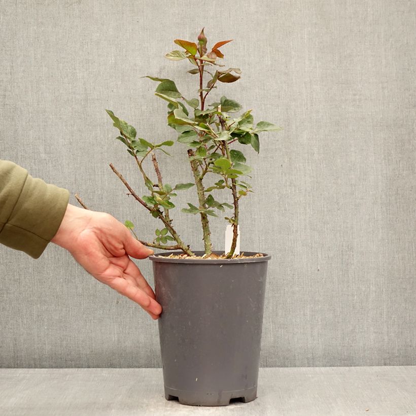 Exemplar von Rosa Charlotte Rampling - Edelrose Topf mit 4L/5L wie im Frühjahr geliefert