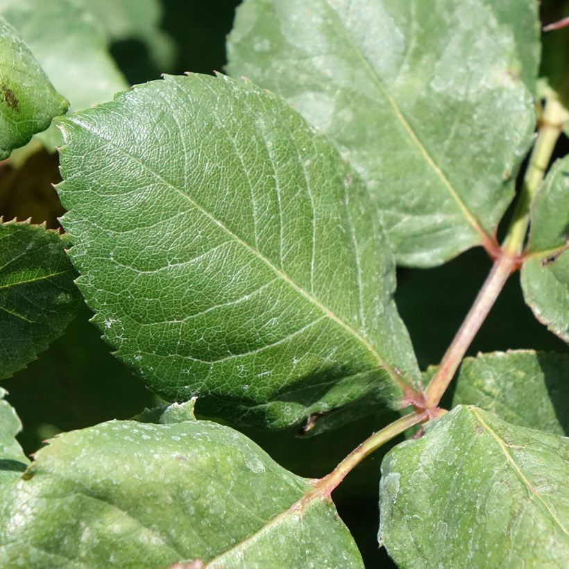 Rosa Christophe Colomb - Edelrose (Foliage)