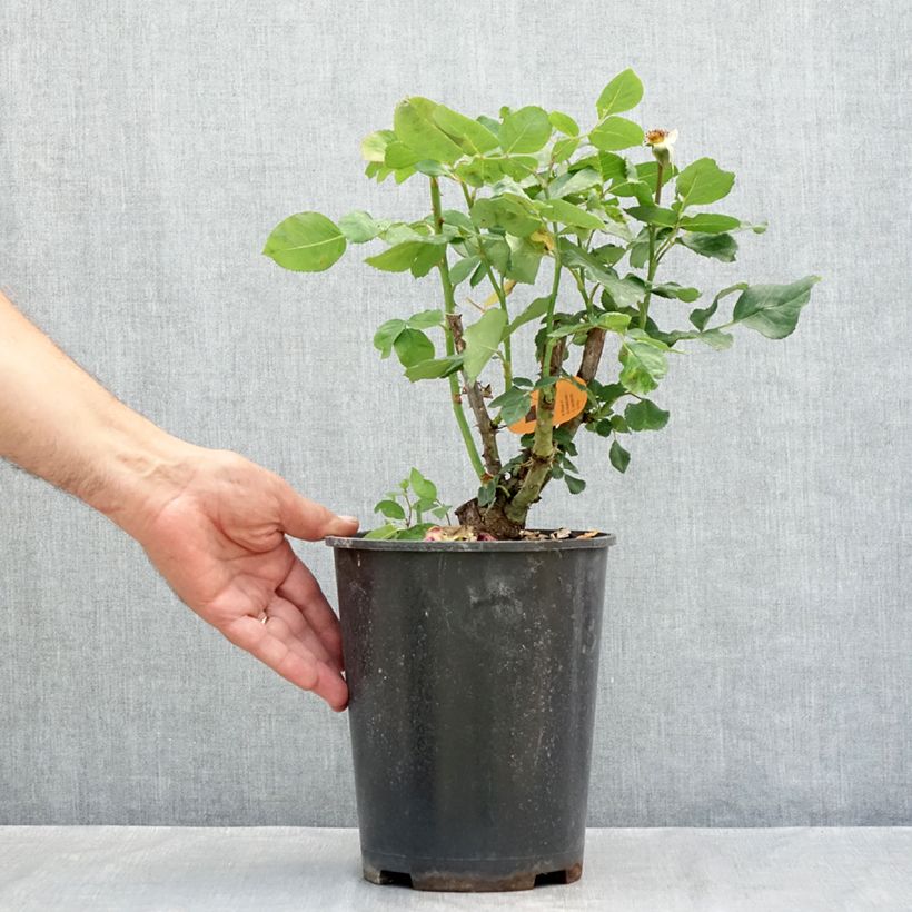 Example of Rosa Christophe Colomb - Edelrose Topf mit 4L/5L as you get in ete