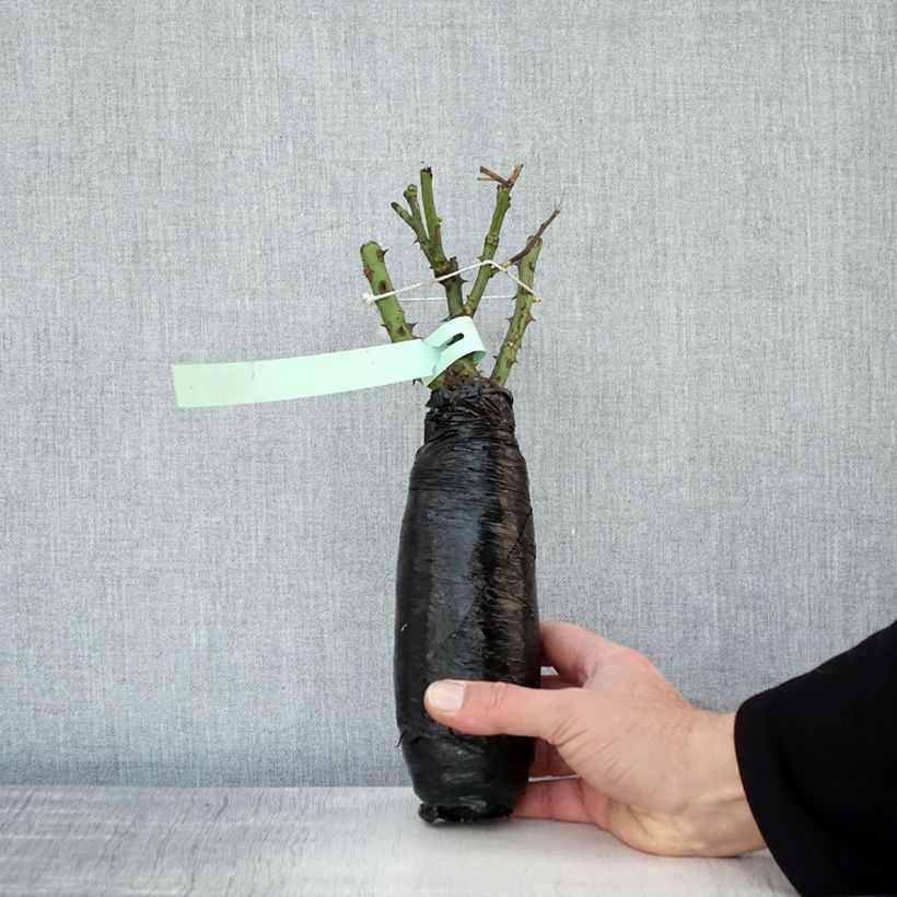 Example of Rosa Clair Renaissance - Edelrose Wurzelnackt in Beutel as you get in hiver