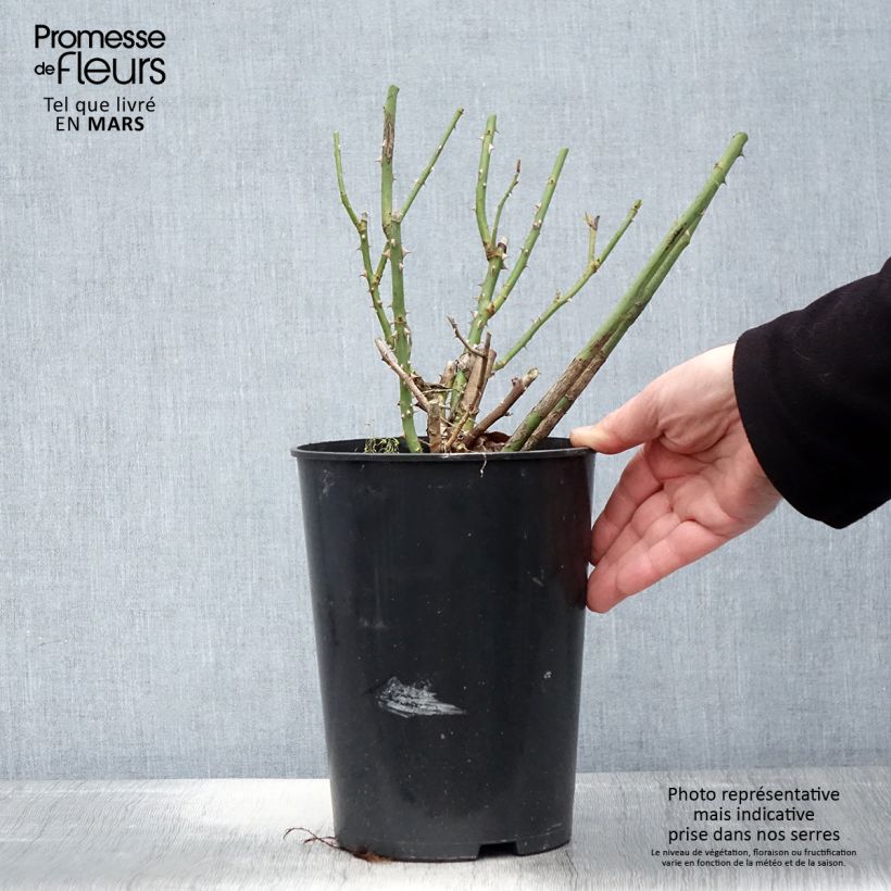 Example of Rosa Clair Renaissance - Edelrose Topf mit 4L/5L as you get in printemps