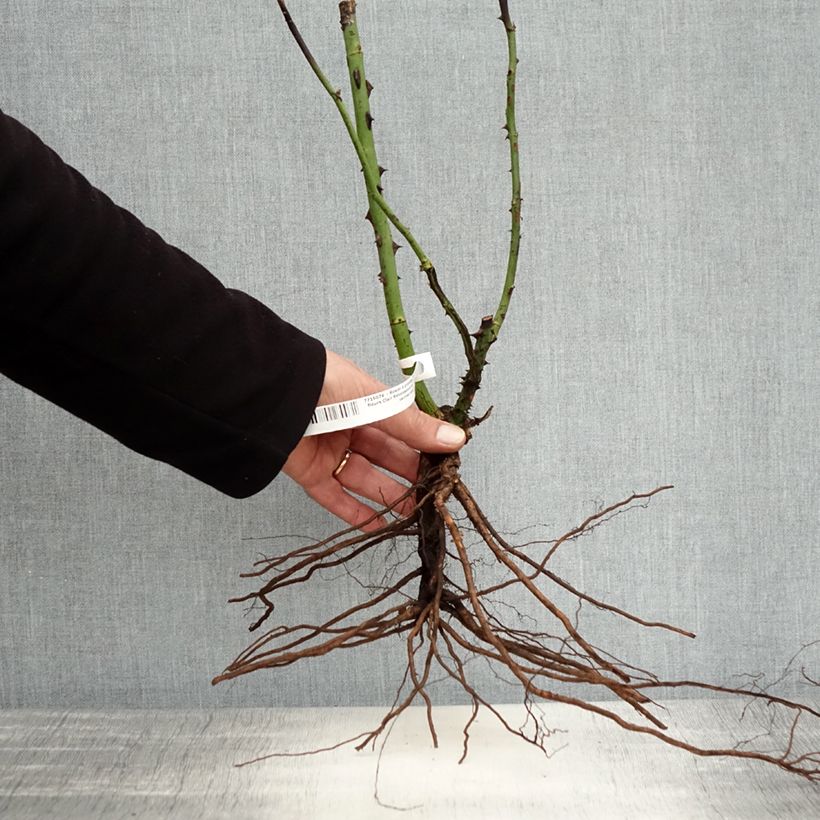 Example of Rosa Clair Renaissance - Edelrose Wurzelnackt as you get in hiver