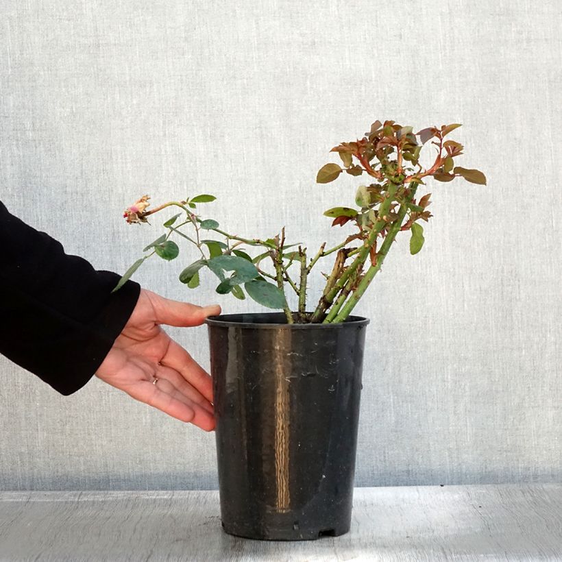 Exemplar von Rosier à grandes fleurs Claire Marshall Pot de 2L/3L wie im Herbst geliefert