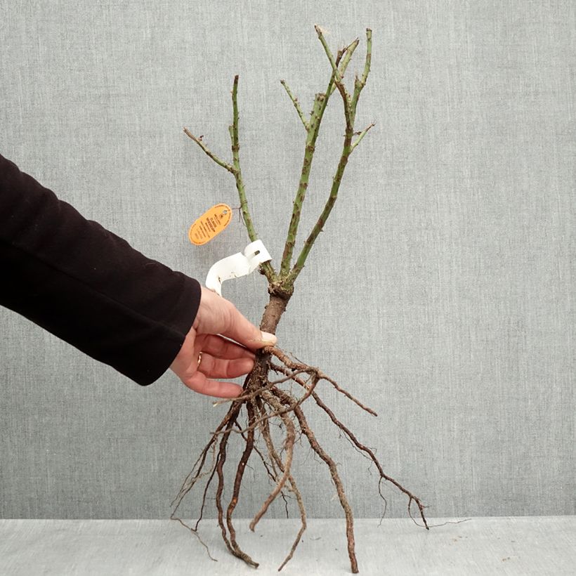 Exemplar von Rosa Claude Brasseur - Edelrose Wurzelnackt wie im Winter geliefert