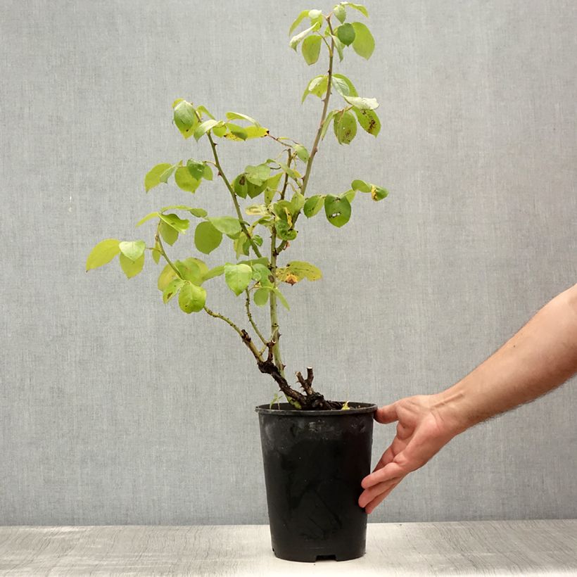 Exemplar von Rosa Courage - Edelrose Topf mit 4L/5L wie im Sommer geliefert