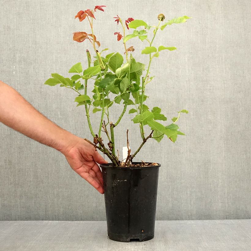 Example of Rosa Crémet d'Anjou - Edelrose Topf mit 4L/5L as you get in ete