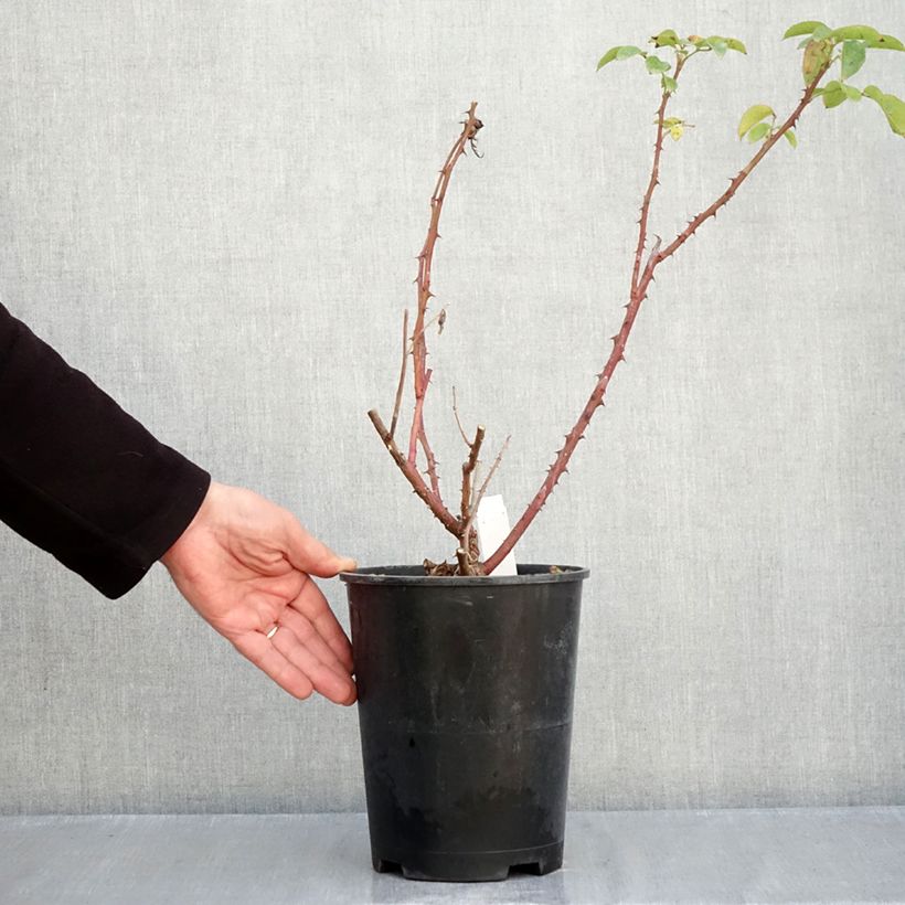 Exemplar von Rosa Criterion - Edelrose Topf mit 4L/5L wie im Herbst geliefert