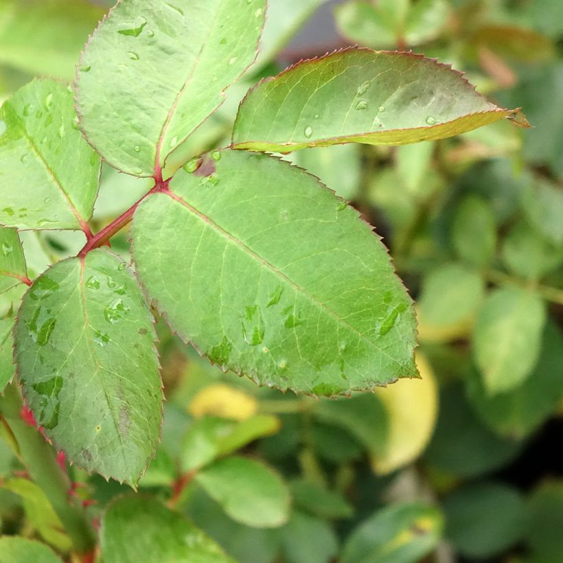 Rosa Criterion - Edelrose (Laub)