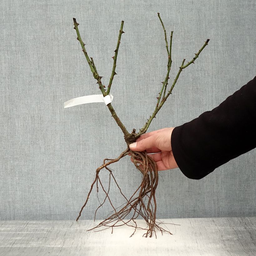 Example of Rosa Dame de Coeur - Edelrose Wurzelnackt as you get in hiver