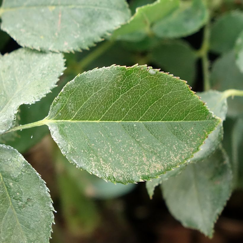 Rosa Dame de Coeur - Edelrose (Foliage)
