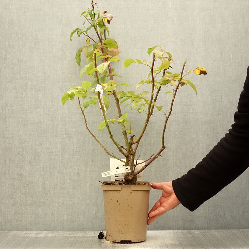 Exemplar von Rosier à grandes fleurs Domaine de Chantilly Pot de 3L/4L wie im Herbst geliefert