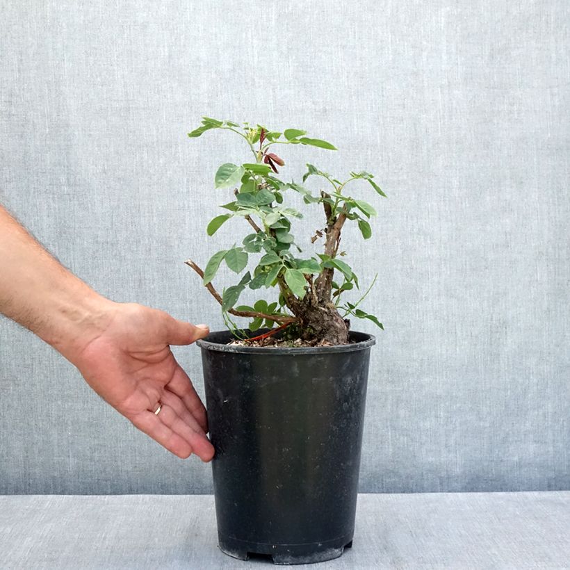 Exemplar von Rosa Donatella - Edelrose Topf mit 4L/5L wie im Sommer geliefert