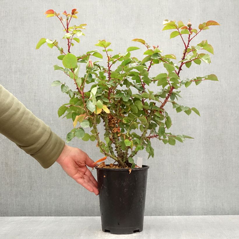 Exemplar von Rosa Drakkar - Edelrose Topf mit 4L/5L wie im Frühjahr geliefert