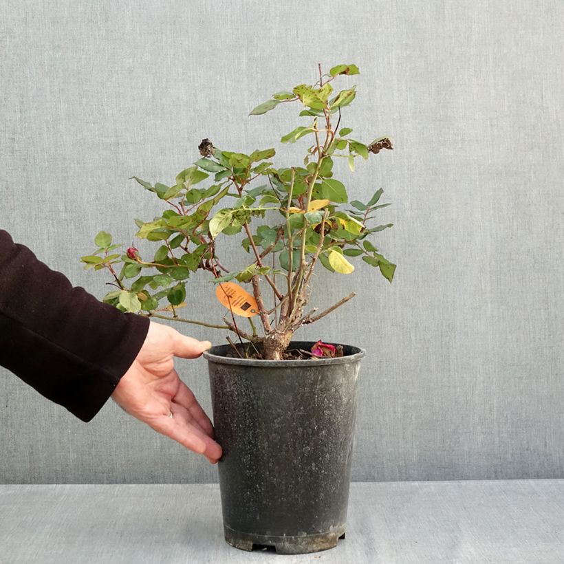 Exemplar von Rosier à grandes fleurs Elégance Française Pot de 4L/5L wie im Herbst geliefert