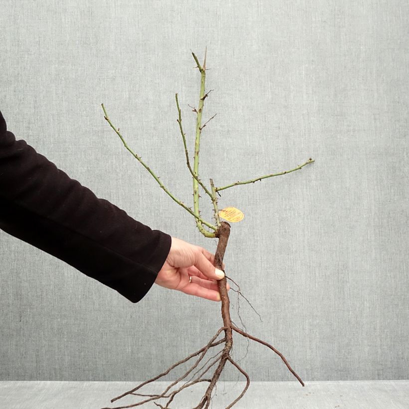 Exemplar von Rosa Elégance Française - Edelrose Wurzelnackt wie im Winter geliefert