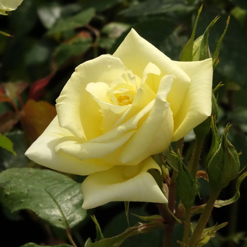 Rosa Eleganza Limona - Edelrose (Blüte)