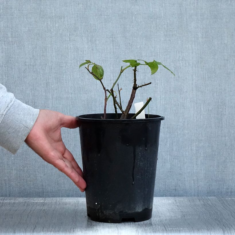 Exemplar von Rosier à grandes fleurs Eleganza Limona Pot de 4L/5L wie im Herbst geliefert