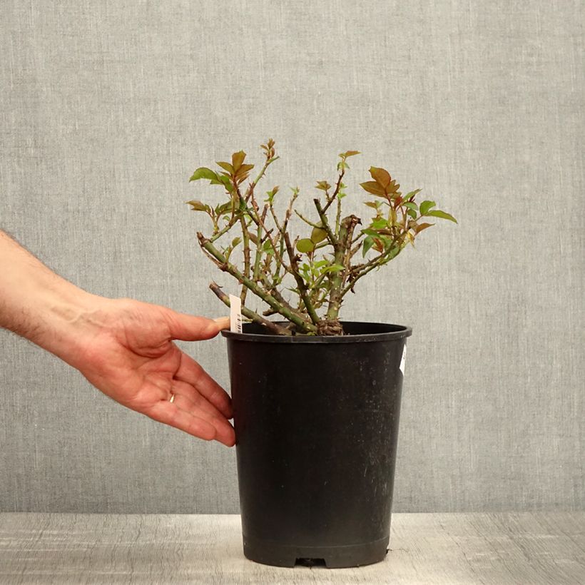 Example of Rosa Eleganza Meine Rose - Edelrose Topf mit 4L/5L as you get in printemps