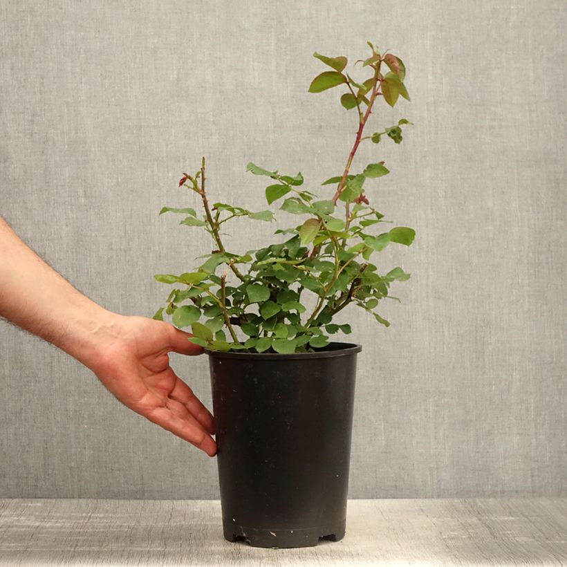 Example of Rosa Eleganza Oh Happy Day - Edelrose Topf mit 4L/5L as you get in printemps