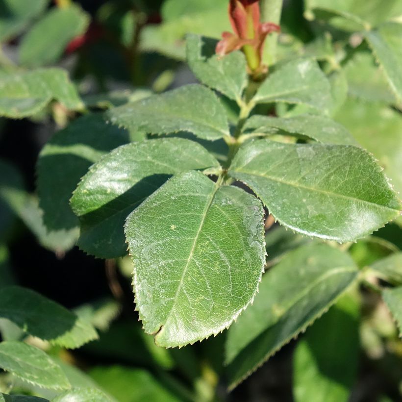 Rosa Eureka - Edelrose (Foliage)