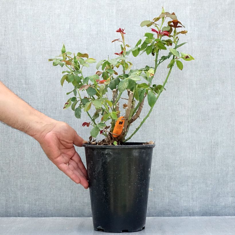 Example of Rosa Eureka - Edelrose Topf mit 4L/5L as you get in ete