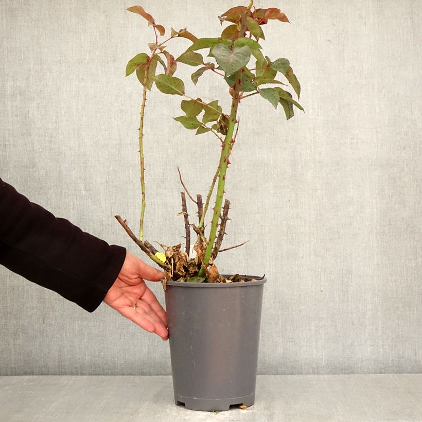 Exemplar von Rosa Eve de Rothschild - Edelrose Topf mit 4L/5L wie im Frühjahr geliefert