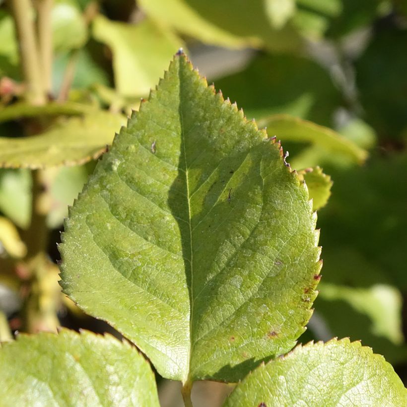Rosa Gérard Depardieu - Edelrose (Laub)