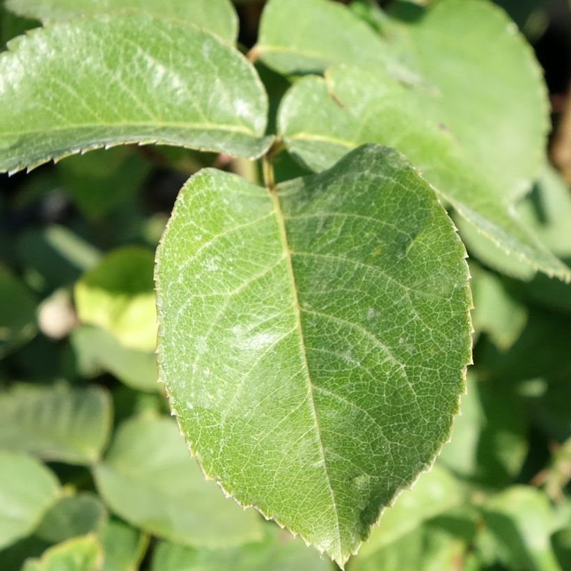Rosier à grandes fleurs Golden Perfumella (Foliage)