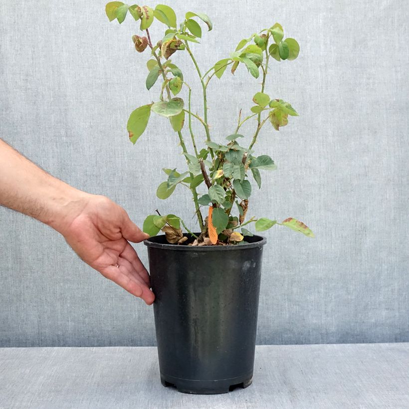Example of Rosier à grandes fleurs Golden Perfumella Topf mit 4L/5L as you get in ete