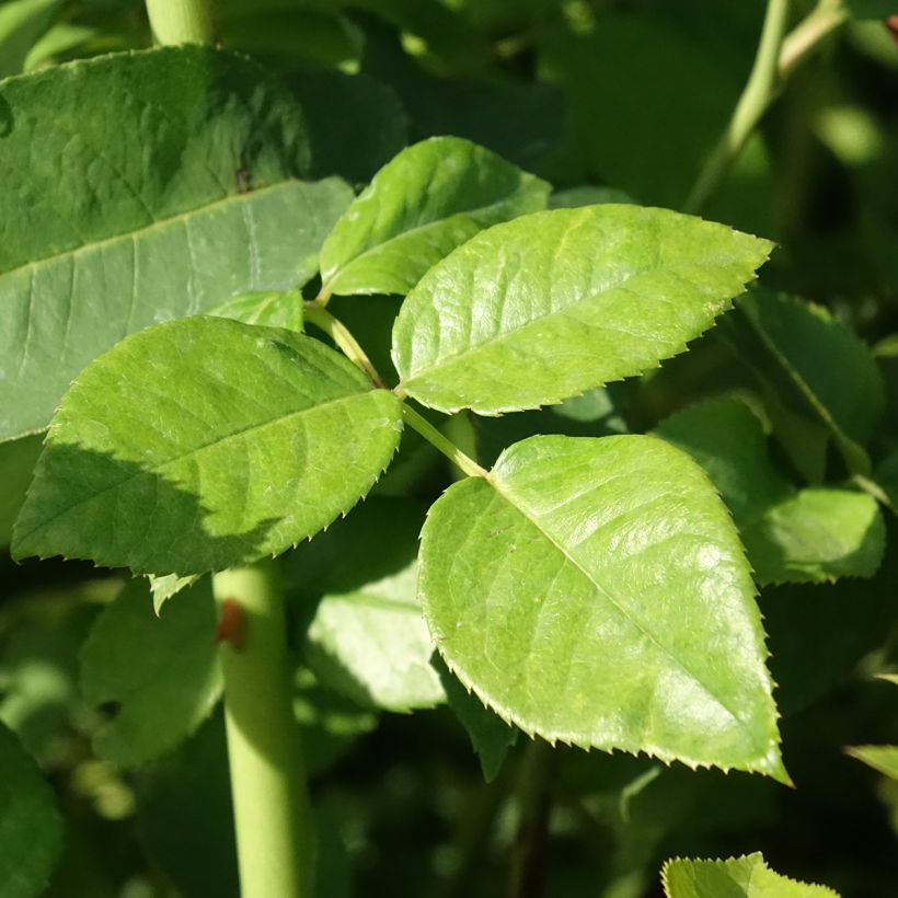 Rosa Goldfinger - Edelrose (Foliage)