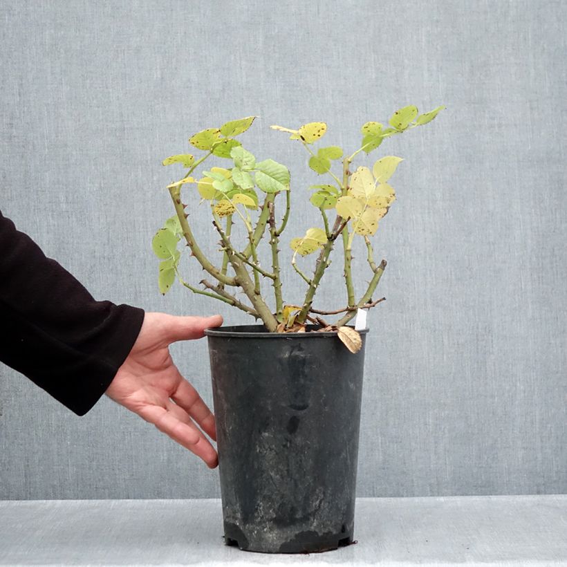 Exemplar von Rosa Goldfinger - Edelrose Topf mit 4L/5L wie im Herbst geliefert