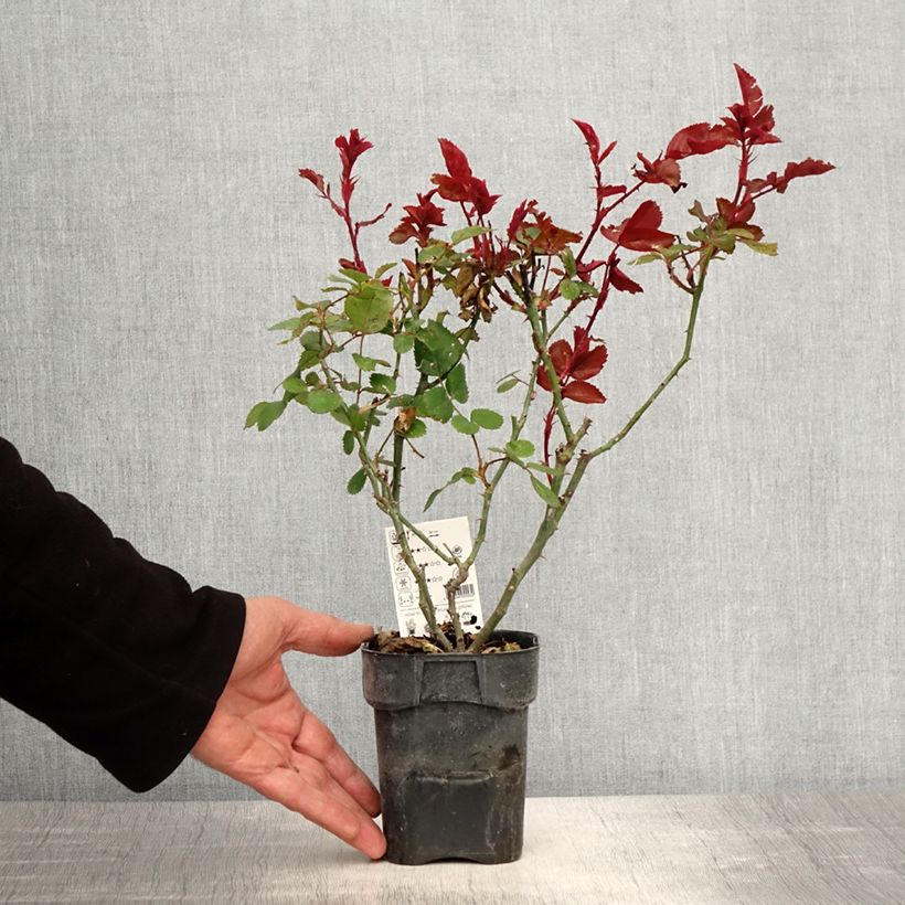 Example of Rosa Grande Amore - Edelrose Topf 10 cm/11cm as you get in printemps