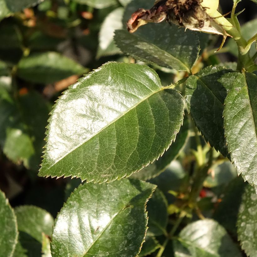 Rosa Grande Classe - Edelrose (Laub)