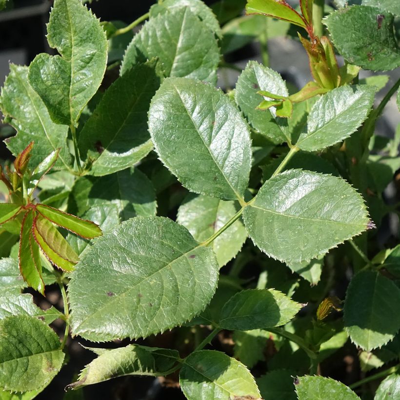 Rosa Holiday Island Key Largo - Edelrose (Laub)