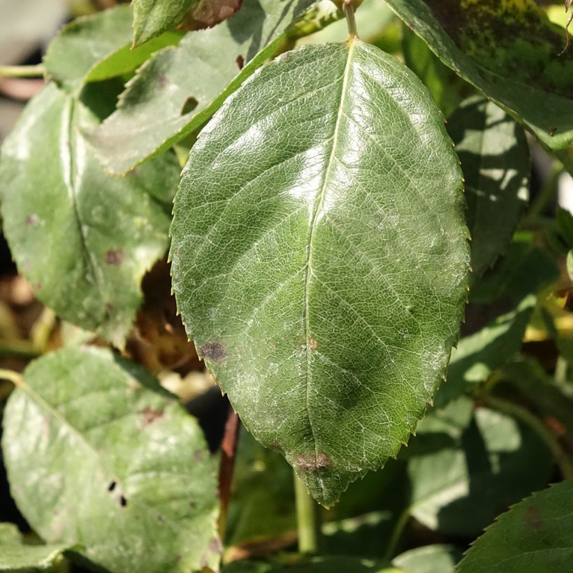 Rosa Jalitah - Edelrose (Laub)