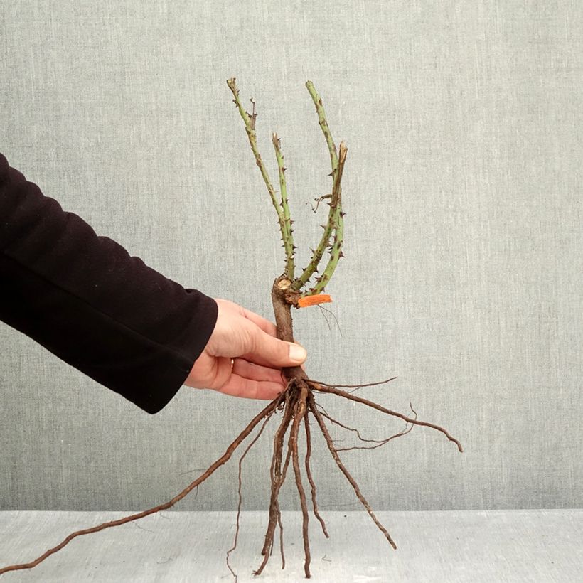 Exemplar von Rosa Jardins de Bagatelle - Edelrose Wurzelnackt wie im Winter geliefert