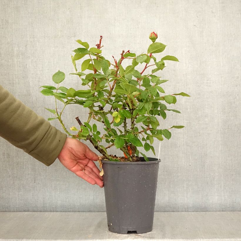 Exemplar von Rosa Jean de la Fontaine - Edelrose Topf mit 4L/5L wie im Frühjahr geliefert