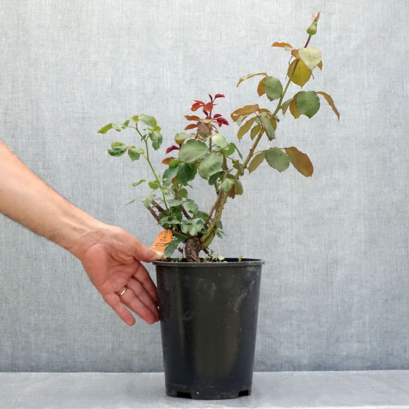 Exemplar von Rosa Jubilé Papa Meilland - Edelrose Topf mit 4L/5L wie im Sommer geliefert