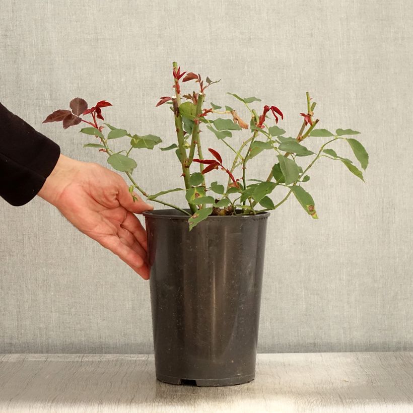 Exemplar von Rosa Just Joey - Edelrose Topf mit 4L/5L wie im Herbst geliefert