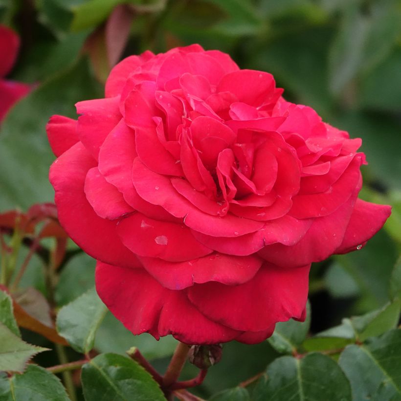 Rosa La rose Monsieur - Edelrose (Blüte)
