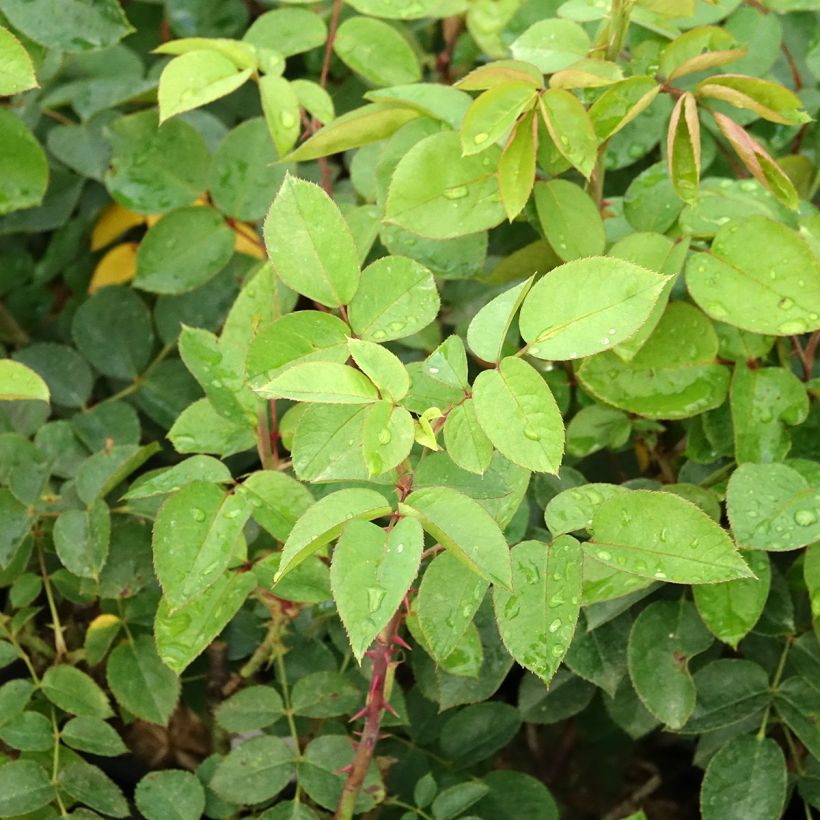 Rosa Laeticia Casta - Edelrose (Laub)