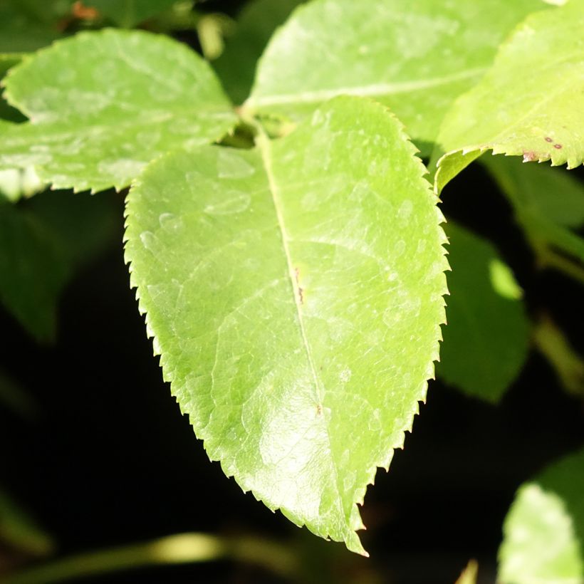 Rosa Les Années Folles Bobino - Edelrose (Laub)