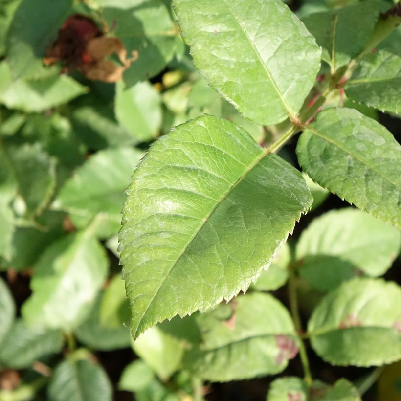 Rosa Les Années Folles Fox Trot - Edelrose (Laub)
