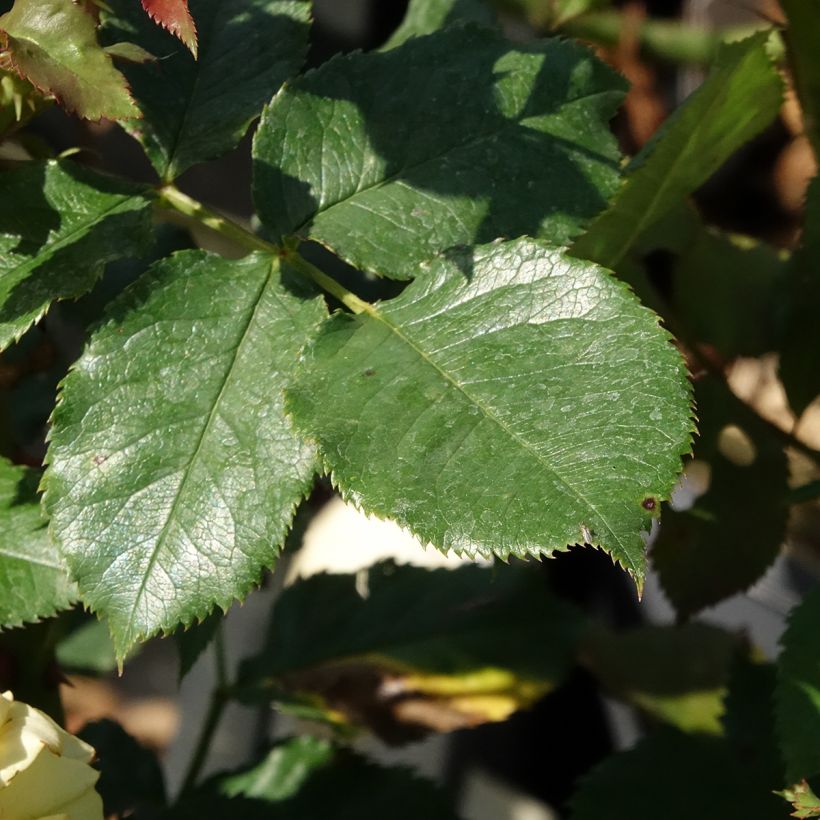 Rosa Les Années Folles La Rotonde - Edelrose (Laub)