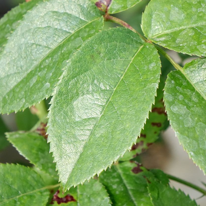 Rosa Les Années Folles Music Hall - Edelrose (Laub)