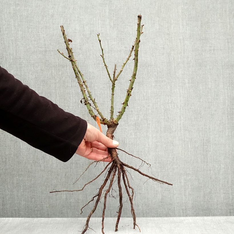 Exemplar von Rosa Mainauduft (Lolita Lempicka) - Edelrose Wurzelnackt wie im Winter geliefert